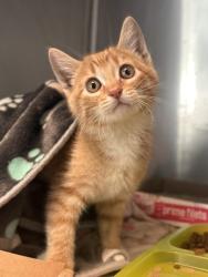 Shelter Stray Male Cat last seen E Malaga Ave & S Chestnut Ave, Fresno Zone Fresno CO 1A 93725, CA, 1510 W Dan Ronquillo Dr, Fresno, CA 93706, USA