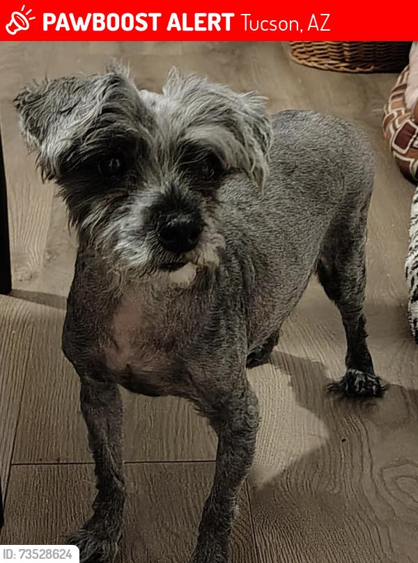 Lost Male Dog last seen 29th and craycroft, Tucson, AZ 85711