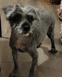 Lost Male Dog last seen 29th and craycroft, Tucson, AZ 85711
