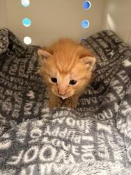 Shelter Stray Male Cat last seen Crooked Run, Craven County: undefined, NC, 1639 Old Airport Rd, New Bern, NC 28562, USA