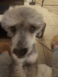 Reunited Male Dog last seen Near Frias Elementary School, Enterprise, NV 89141