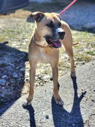 Shelter Stray Male Dog last seen Near CARMEL WOODS DR EASLEY, SC 29640, PICKENS COUNTY, SC, 193 County Farm Rd, Pickens, SC 29671, USA