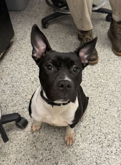 Shelter Stray Female Dog last seen Near E Armour Blvd, 64109, MO, 7077 Elmwood Ave, Kansas City, MO 64132, USA