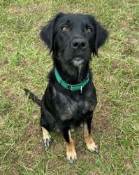 Shelter Stray Female Dog last seen N Galena Ave, Citrus Springs, FL, 4030 S Airport Rd, Inverness, FL 34450, USA