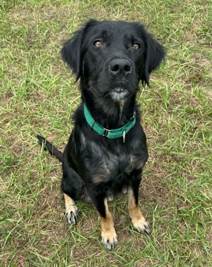 Shelter Stray Female Dog last seen N Galena Ave, Citrus Springs, FL, 4030 S Airport Rd, Inverness, FL 34450, USA