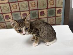 Shelter Stray Female Cat last seen Nicholas St, 43609, OH, 827 Illinois Ave, Maumee, OH 43537, USA