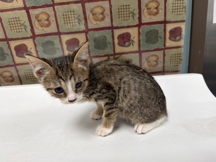 Shelter Stray Female Cat last seen Nicholas St, 43609, OH, 827 Illinois Ave, Maumee, OH 43537, USA