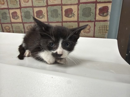 Shelter Stray Male Cat last seen Nicholas St, 43609, OH, 827 Illinois Ave, Maumee, OH 43537, USA