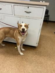 Shelter Stray Male Dog last seen Near Road 30, Madera County, CA, 205 Tozer St, Madera, CA 93638, USA