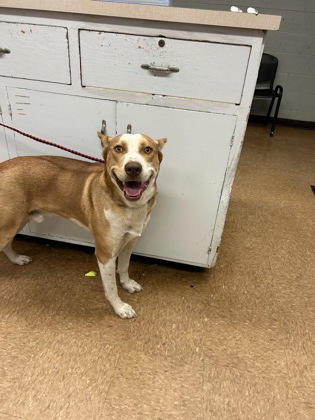 Shelter Stray Male Dog last seen Near Road 30, Madera County, CA, 205 Tozer St, Madera, CA 93638, USA
