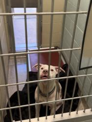 Shelter Stray Male Dog last seen 106th and Eller Rd, HC Strays by Out of County Residents, IN, 10501 Hague Rd, Fishers, IN 46038, USA