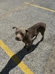 Shelter Stray Male Dog last seen Near blk buie-EV, EVERMAN, TX, 3961 Bluebell Dr, Everman, TX 76140, USA