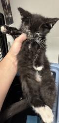 Shelter Stray Unknown Cat last seen 73rd ave, Oakland, CA, 1101 29th Ave, Oakland, CA 94601, USA
