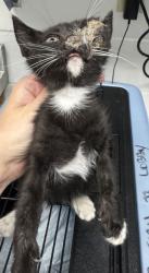 Shelter Stray Unknown Cat last seen 73rd ave, Oakland, CA, 1101 29th Ave, Oakland, CA 94601, USA