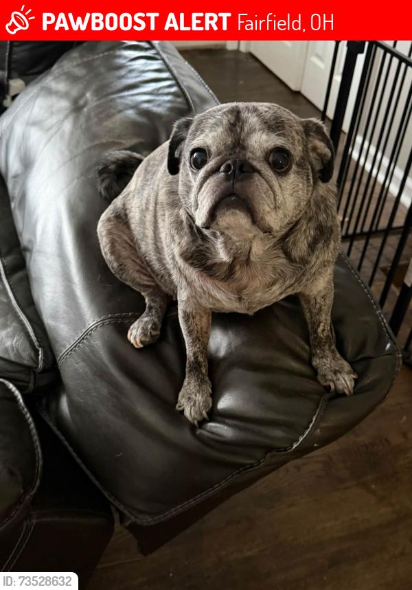 Lost Male Dog last seen Evalie Drive and Red Oak, Fairfield, OH 45014