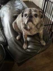 Lost Male Dog last seen Evalie Drive and Red Oak, Fairfield, OH 45014