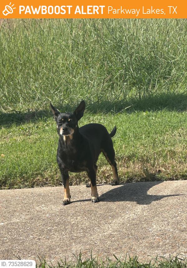 Found/Stray Female Dog last seen Parkway lakes ln, Parkway Lakes, TX 77407