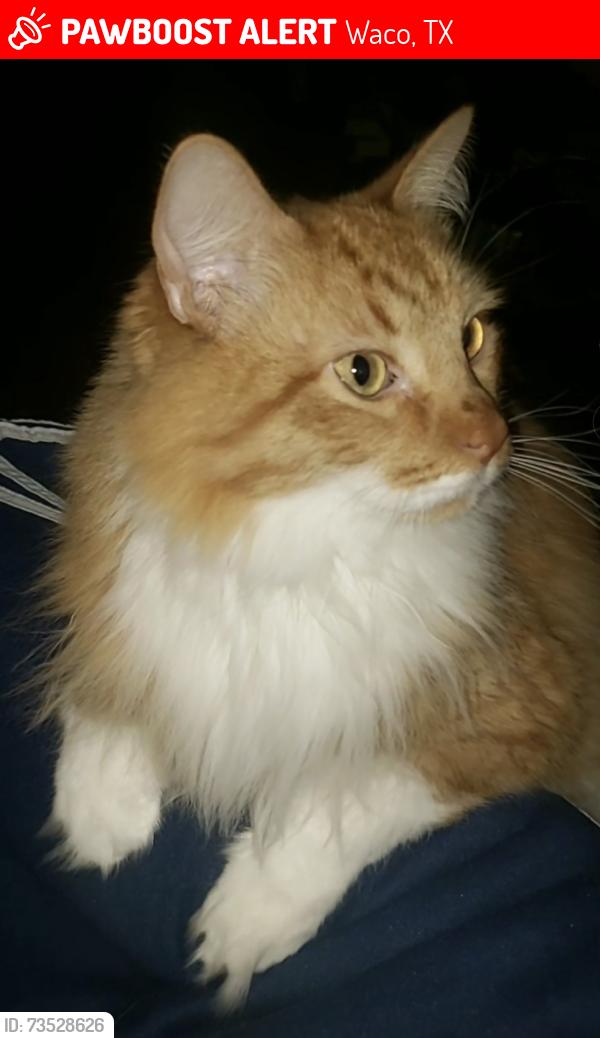 Lost Male Cat last seen University High School, Waco, TX 76706