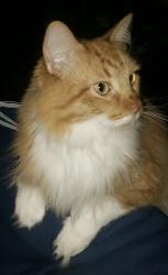 Lost Male Cat last seen University High School, Waco, TX 76706