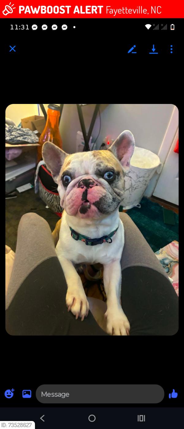Lost Male Dog last seen Bailey Lake rd at the stoplight near foodlion, Fayetteville, NC 28304