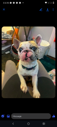 Lost Male Dog last seen Bailey Lake rd at the stoplight near foodlion, Fayetteville, NC 28304