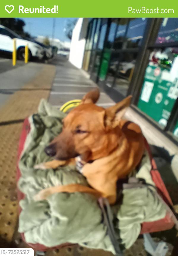 Reunited Male Dog last seen Tully and union, Modesto, CA 95350