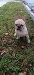 Lost Male Dog last seen Santorini & Pacifica, Seagoville, TX 75159