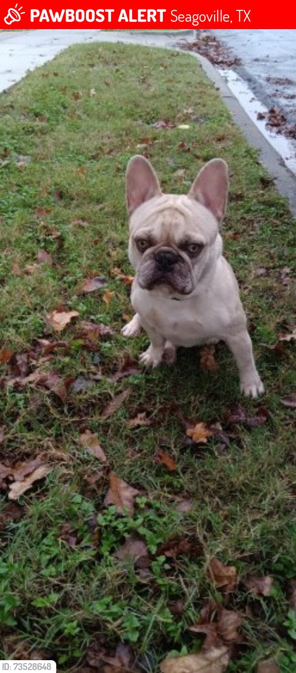 Lost Male Dog last seen Santorini & Pacifica, Seagoville, TX 75159