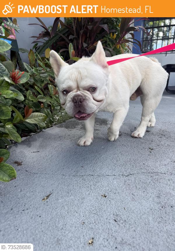 Found/Stray Male Dog last seen Near, Homestead, FL 33030