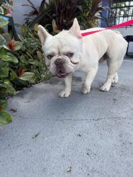 Found/Stray Male Dog last seen Near, Homestead, FL 33030