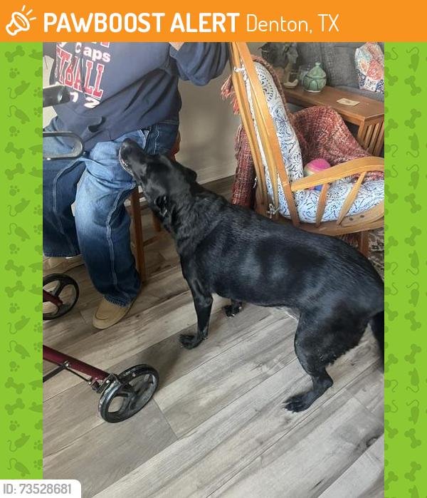 Found/Stray Female Dog last seen Beall Way and locust, Denton, TX 76207