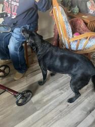 Found/Stray Female Dog last seen Beall Way and locust, Denton, TX 76207
