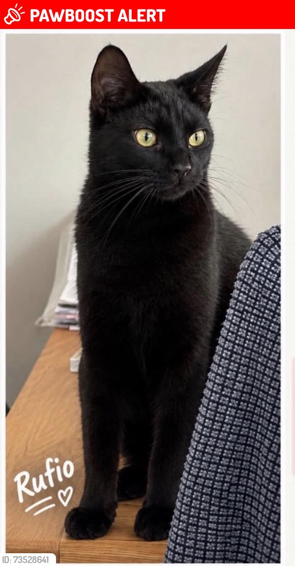 Lost Male Cat last seen Bridgewater Grange, Preston Brook, England WA7 3AL