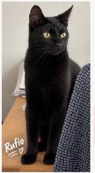 Lost Male Cat last seen Bridgewater Grange, Preston Brook, England WA7 3AL