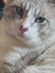 Reunited Male Cat last seen Near E Banyan Ct, Anaheim, CA 92806, USA, Anaheim, CA 92806