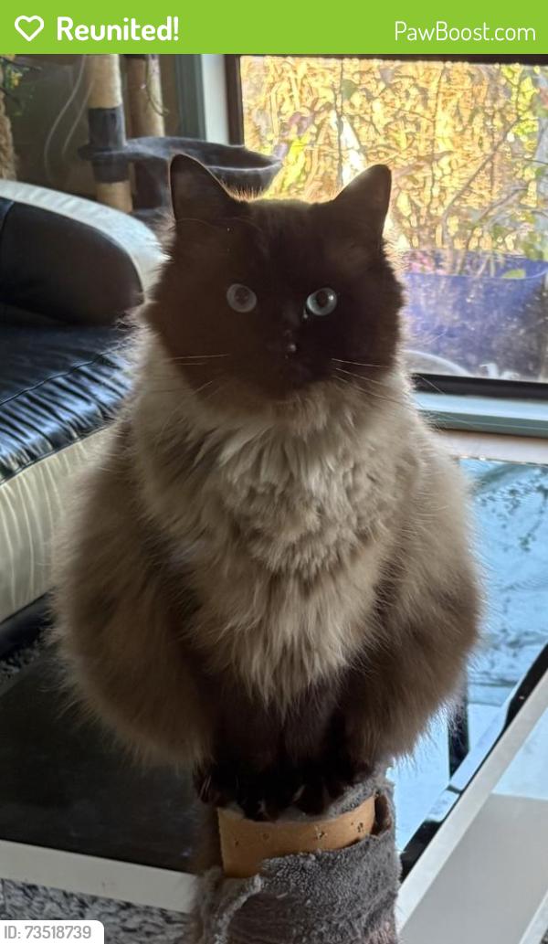 Reunited Male Cat last seen Tottenham, Maidstone, VIC 3012