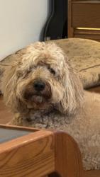 Reunited Female Dog last seen Near Piedmont Ave, Austin, TX 78757, USA, Austin, TX 78757