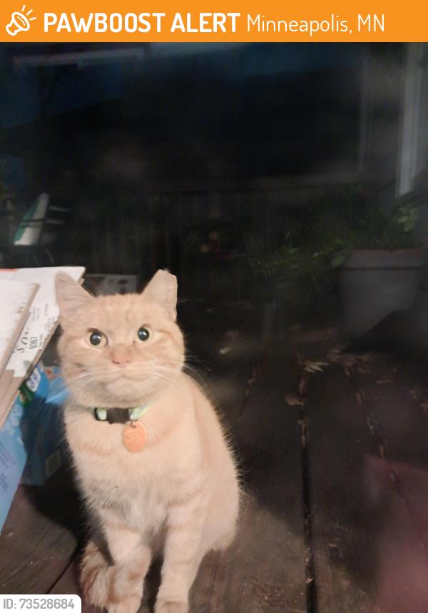 Found/Stray Male Cat last seen 51st and Fremont Ave N., Minneapolis, MN 55430