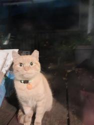 Found/Stray Male Cat last seen 51st and Fremont Ave N., Minneapolis, MN 55430