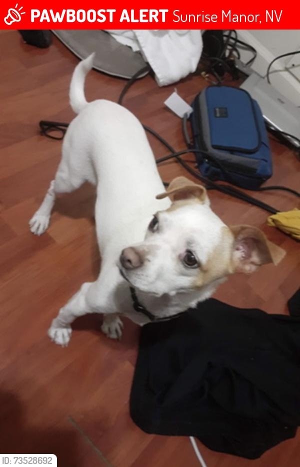 Lost Male Dog last seen Dessert Inn and Hollywood, Sunrise Manor, NV 89122
