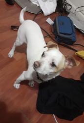 Lost Male Dog last seen Dessert Inn and Hollywood, Sunrise Manor, NV 89122