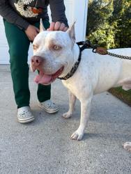 Reunited Male Dog last seen Queens River dr, Providence subdivision, Mableton, GA 30126