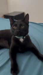 Reunited Female Cat last seen Near, Lancaster, CA 93535