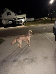 Found/Stray Male Dog last seen Hannon dr, Inman, SC 29349