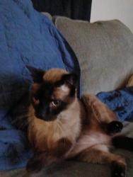 Reunited Male Cat last seen Talquin Ave & Michigan Ave. Pensacola, Fl 32526, Pensacola, FL 32526