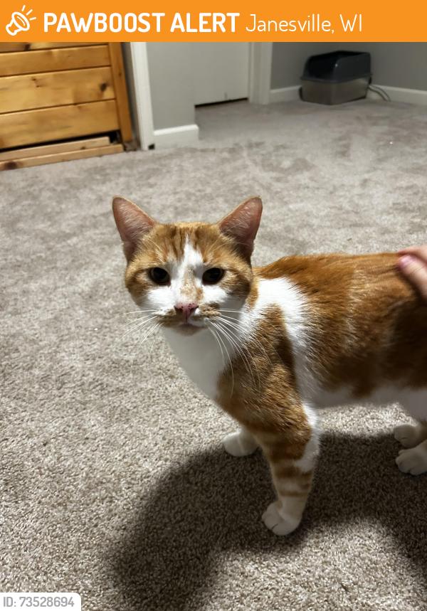 Found/Stray Male Cat last seen East Memorial Drive, Janesville, WI 53545