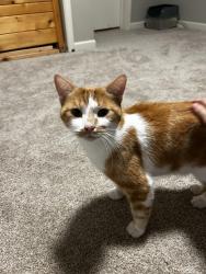 Found/Stray Male Cat last seen East Memorial Drive, Janesville, WI 53545