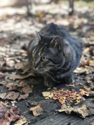 Found/Stray Unknown Cat last seen Off 29, near Costco, Merrifield nursery and Wegmans, Braddock, VA 22030