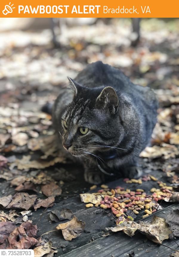 Found/Stray Unknown Cat last seen Off 29, near Costco, Merrifield nursery and Wegmans, Braddock, VA 22030