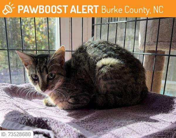 Found/Stray Female Cat last seen Southpointe Drive, Morganton NC 28655, Burke County, NC 28655
